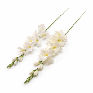 gladiol vázový satén dlhý biela/cream 79cm