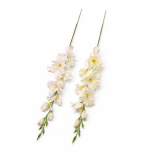 gladiol vázový satén dlhý biela/cream 60cm