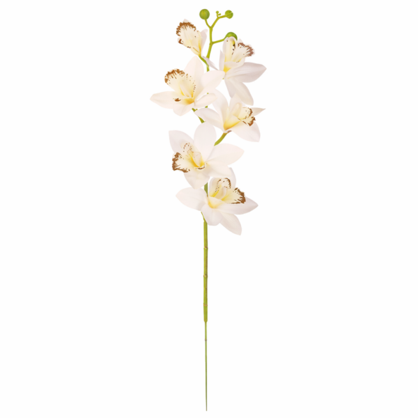 Cymbidium biele