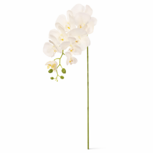 Orchidea vázova lux white