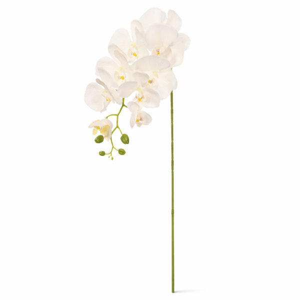 Orchidea vázova lux white