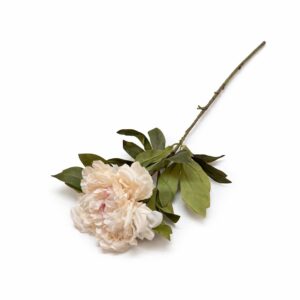 Krémová pivonka na stonke 82 cm