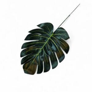 List monstera
