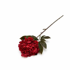 Bordová pivonka na stonke 82 cm