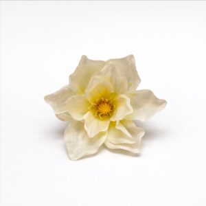 Magnólia vencová cream