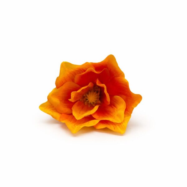 Magnólia vencová orange
