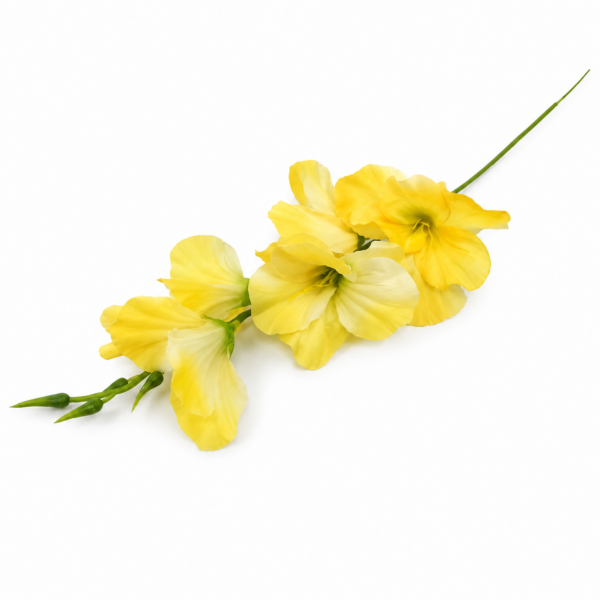 Gladiol žltý 57cm