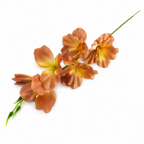 Gladiol hnedý 57cm