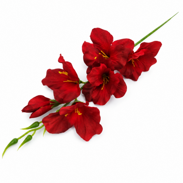 Gladiol bordový 57cm