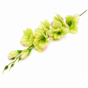 Gladiol zelený 63cm