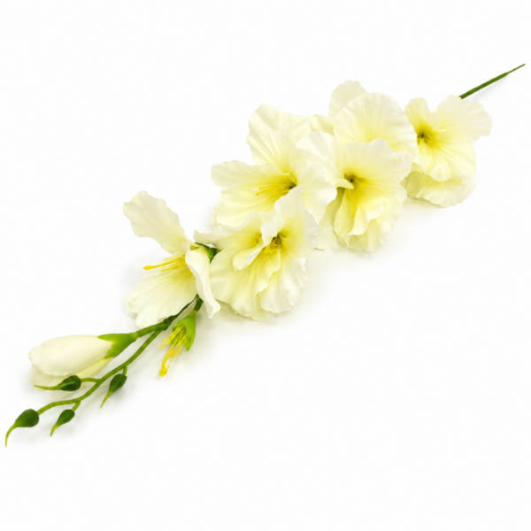 Gladiol krémový 63cm