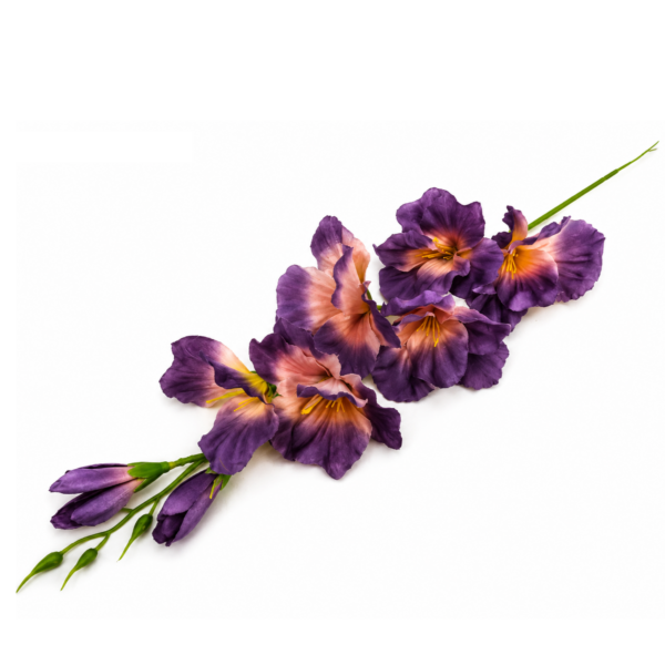 Gladiol fialový 63cm