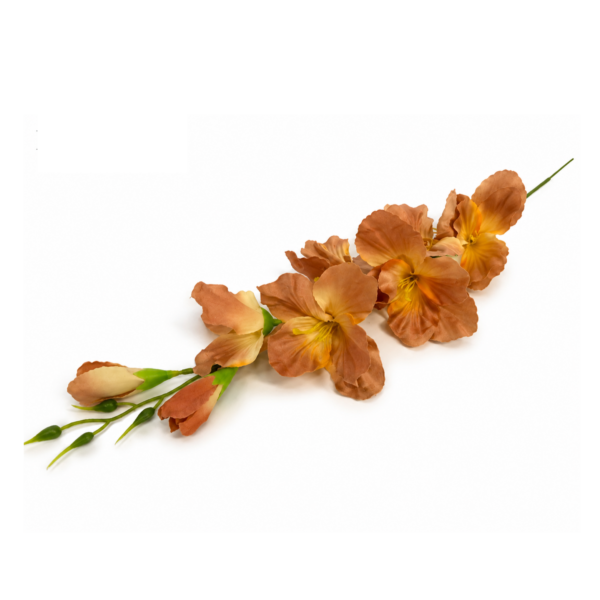 Gladiol hnedý 63cm