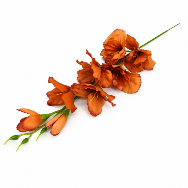 Gladiol tmavohnedý 63cm