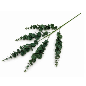 Konár eukalyptus guma
